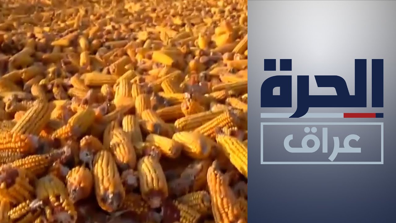 مجلس الوزراء يشتري الذرة الصفراء من فلاحي كركوك