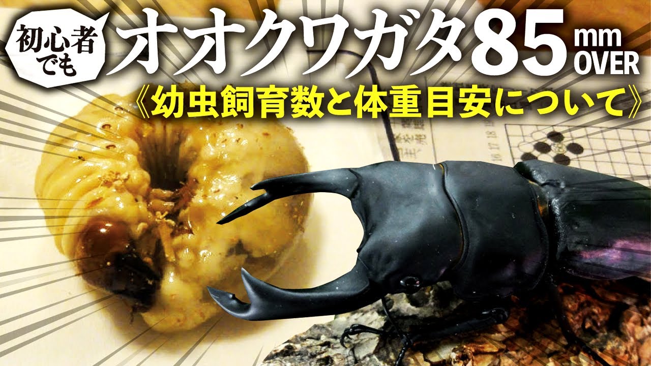 オオクワガタで85mmオーバーを出す方法＜幼虫飼育数と体重目安について＞（クワガタ自己満ラボ）