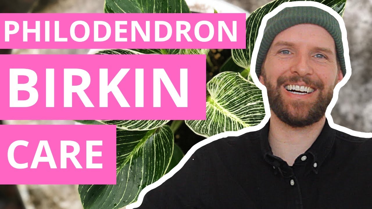 Philodendron Birkin Care — The Complete Guide