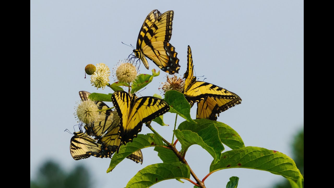 Swallowtail Butterfly Theme and Variations by Sarah Norcross
