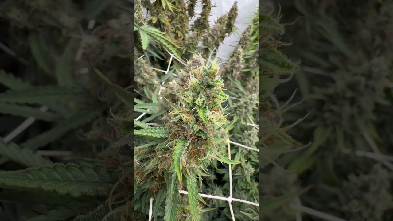 #Update Automatiks by Sensiseeds #flowers #floweringplants #shortvideo #shorts #short #video #viral