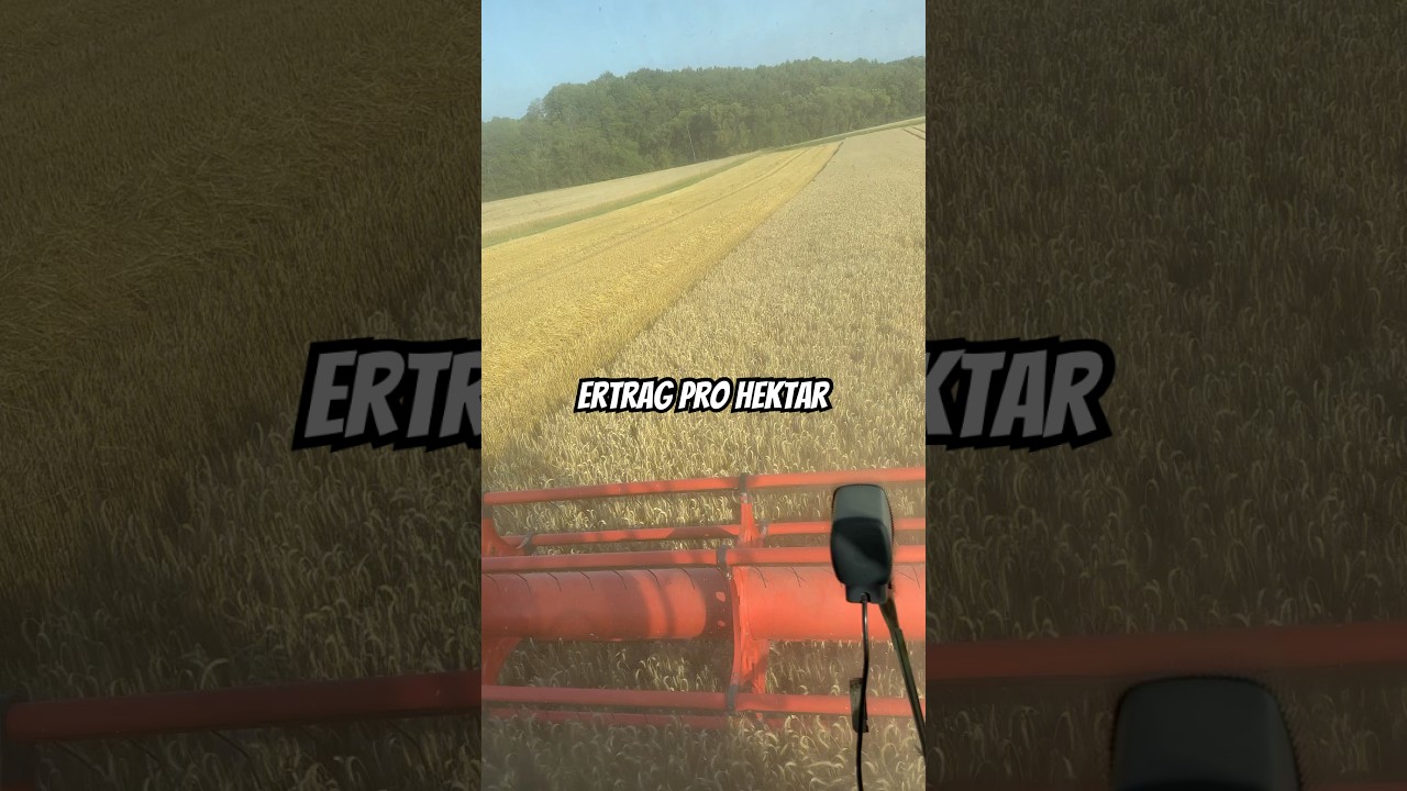 Ertrag pro Hektar geht niemanden etwas an #landwirtschaft #m&auml;hdrescher #ernte ￼