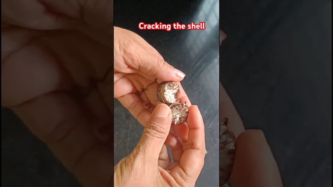 how to crack open nutmeg. #nutmeg