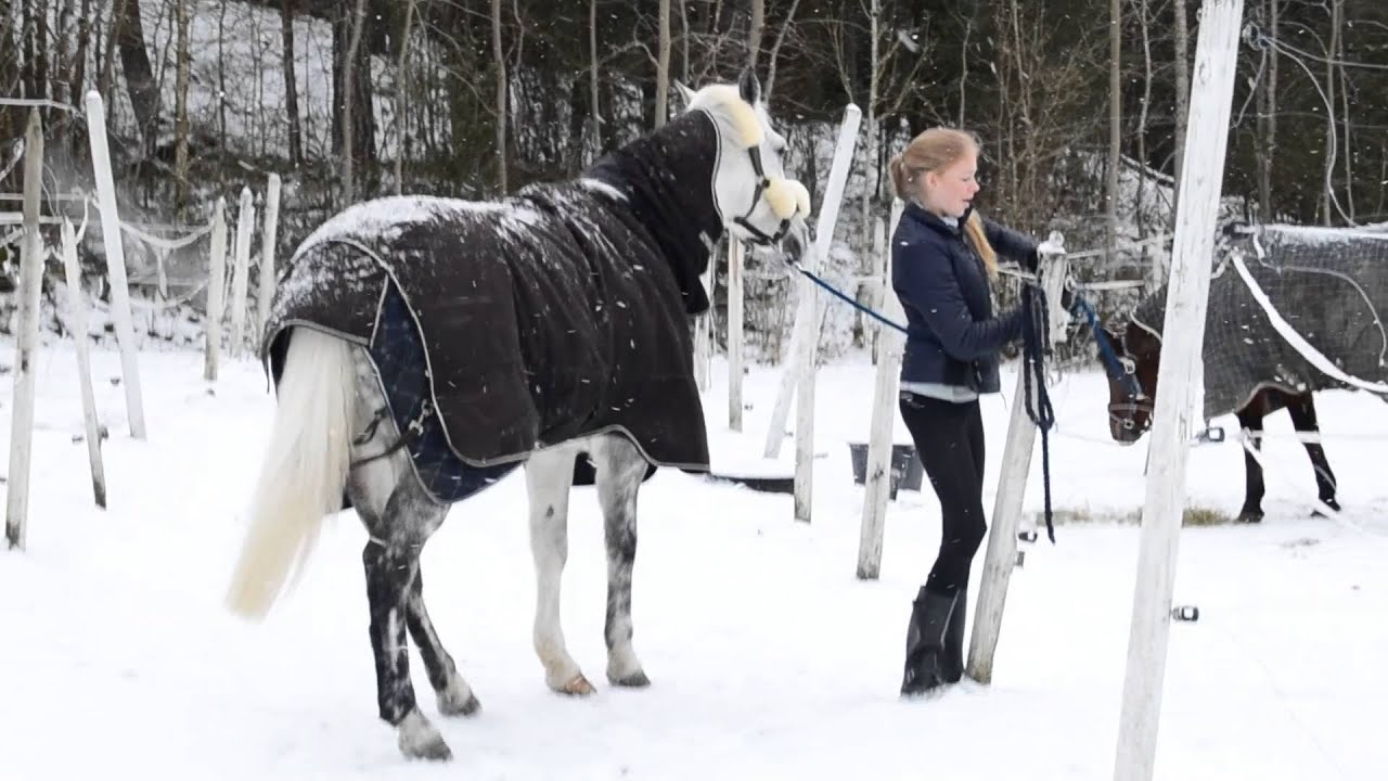 En dag i stallen