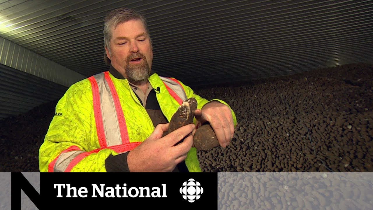 Harsh harvest could mean a Canada-wide potato shortage
