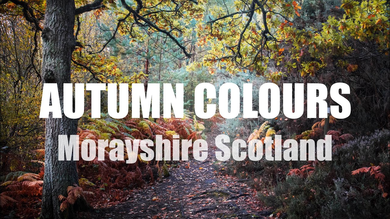 MORAYSHIRE WOODLAND - SCOTLAND LANDSCAPE PHOTOGRAPHY
