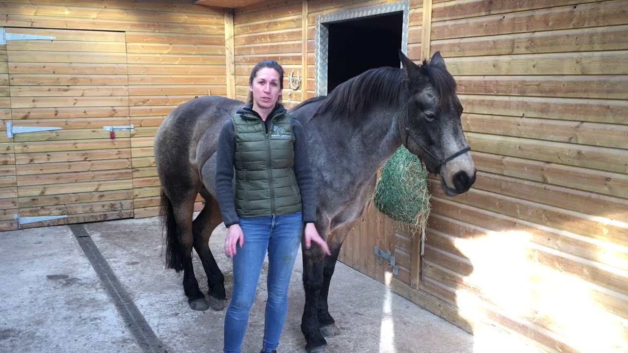 How to perform the Shoulder Rotation exercise with your horse