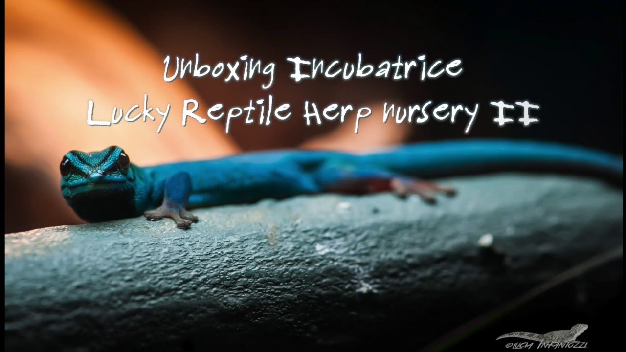 Incubatrice Lucky Reptile  -  Herp Nursery II Unboxing