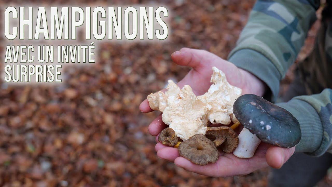 Une belle journée aux champignons avec un autre YouTubeur. On part prospecter une commune au hasard!