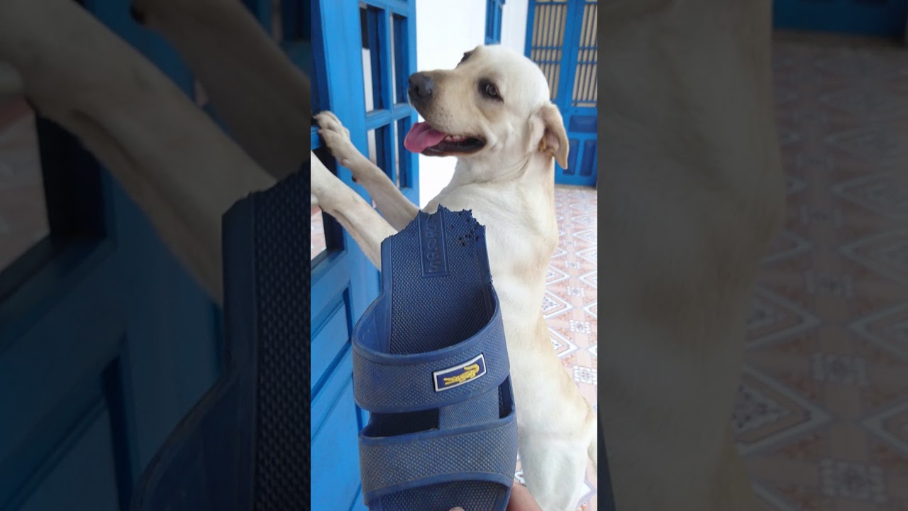 Củ Cải bị phạt úp mặt vào tường vì cắn dép