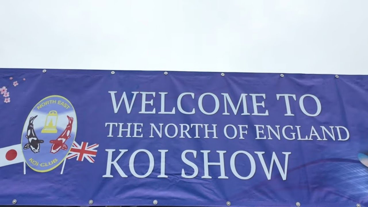 North of England Koi show 2025. 