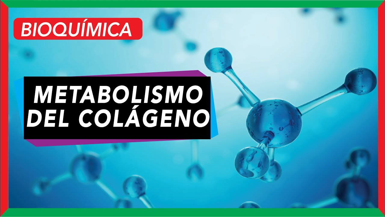 Síntesis y estructura del colágeno [PASO A PASO].