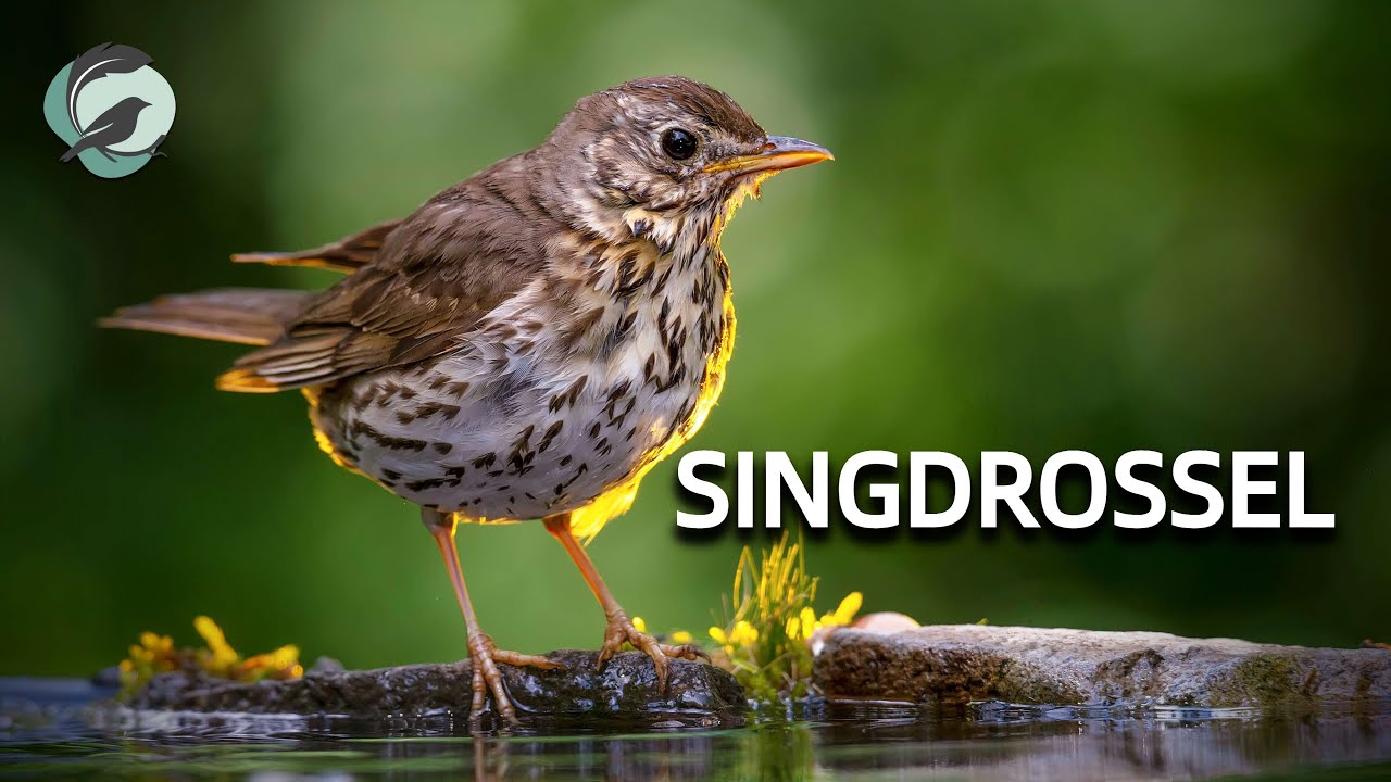 SINGDROSSEL 💮Zwitscherportrait💮 kleinfein &ndash; Vogelstimmen, Vogelportrait, Steckbrief