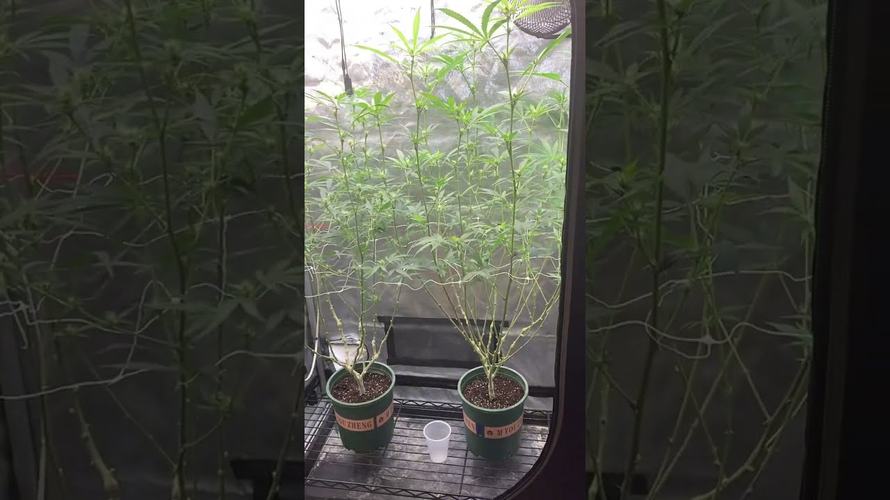 Panama etc - leaf strip