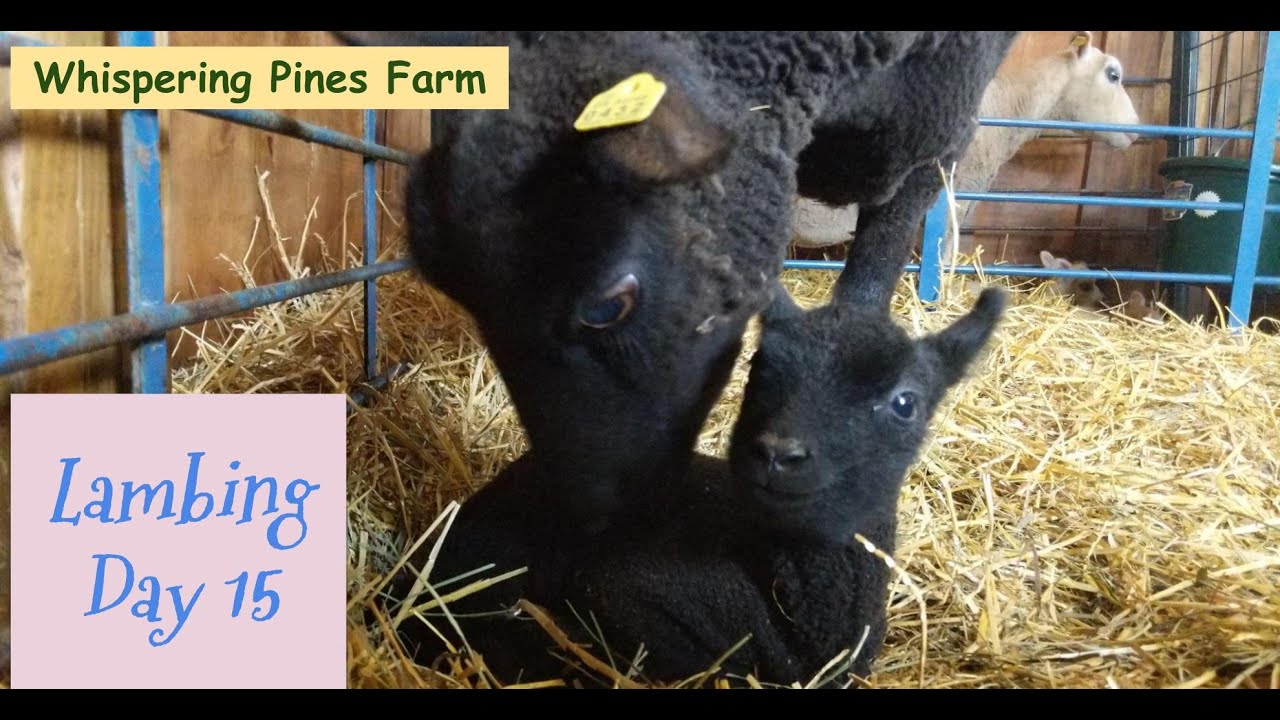 Day 15 and new lambs, a frolic and first day on the pasture for the lambs and their moms.