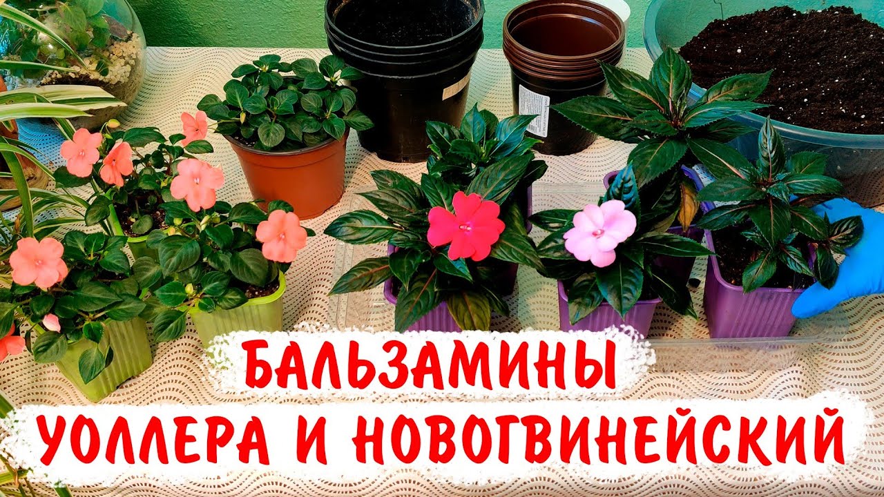 Бальзамин Новогвинейский и Бальзамин Уоллера. Когда лучше черенковать? Как вырастить?