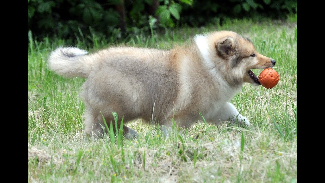 Rough collie puppy NYITRAMENTI ROUND FOUR
