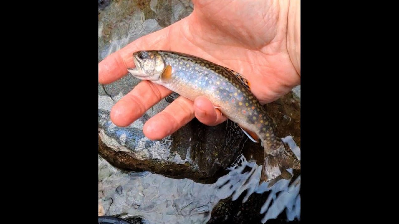 2025 Trout Season - Fly fishing the small streams of Vermont