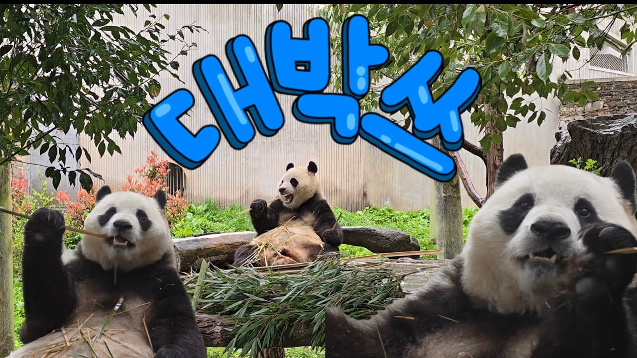 4/13 푸바오실시간 오전(1)이럴수가~ 평상에서 대나무를!!!  아침부터 초대박 귀여운 링랑네와 푸야