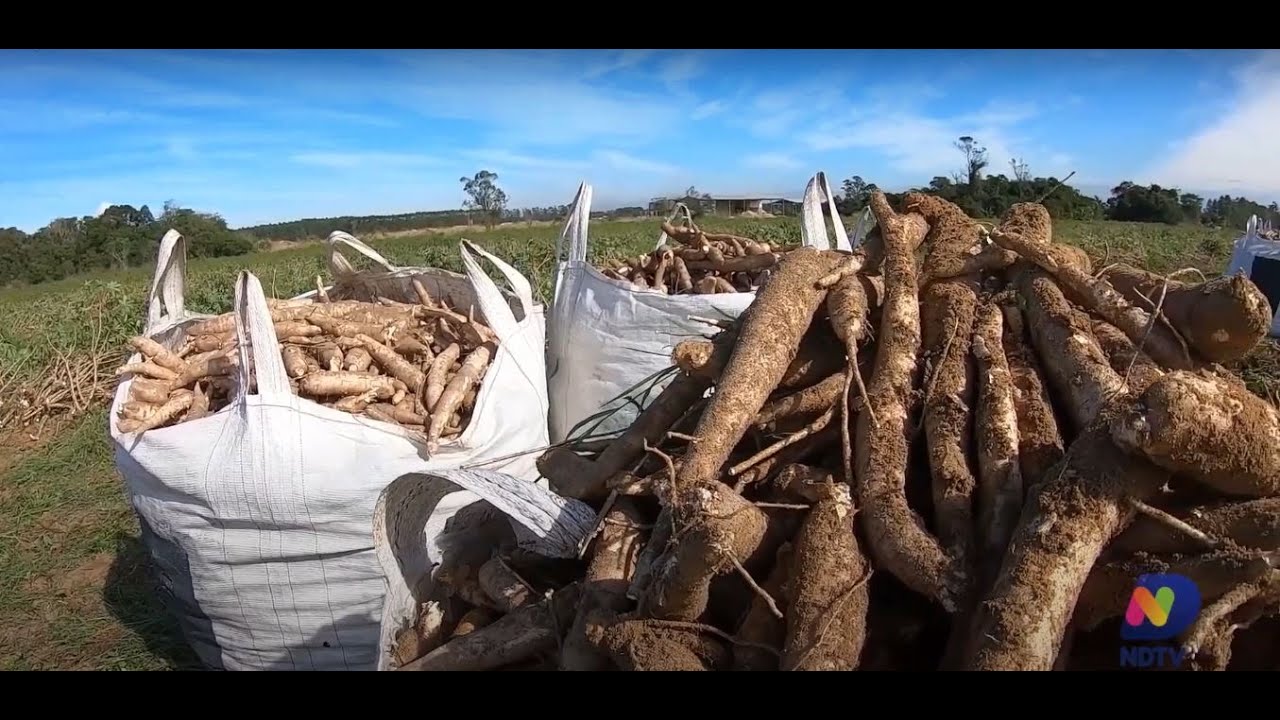Agro Saúde e Cooperação - Cultivo de Mandioca