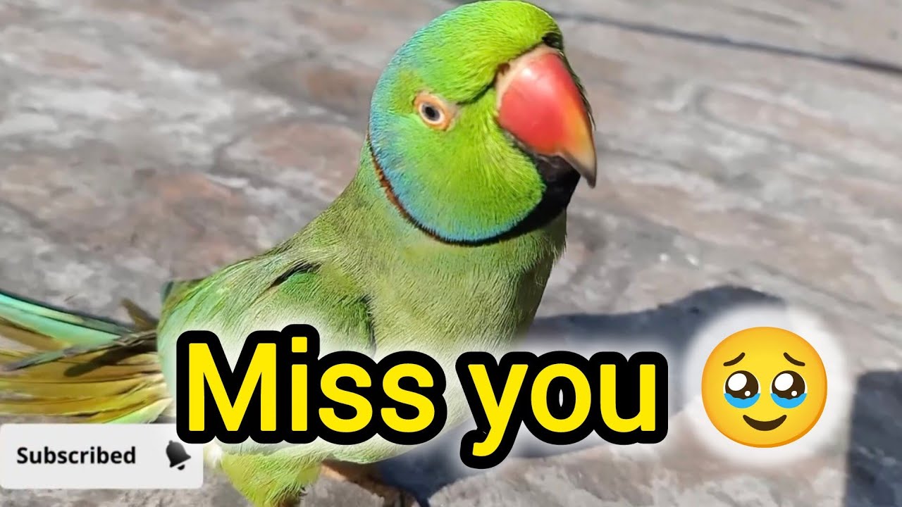 Bahut Bolta Tha Mitthu Beta 🥹 Miss you Mitthu 