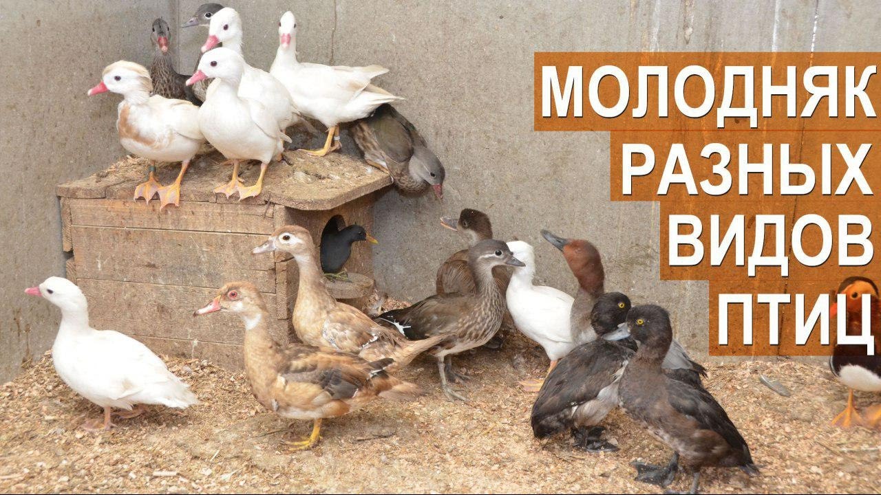 Молодняк птиц:  утки, нырки, фазаны, перепела, голуби. Птичий парк Сергея Абрамова