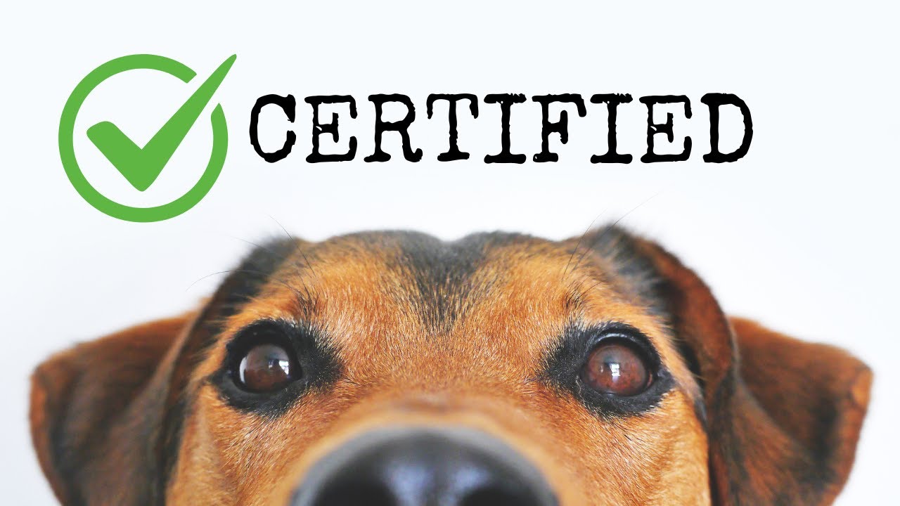 Can I get a letter for my emotional support animal? | Advice from a therapist