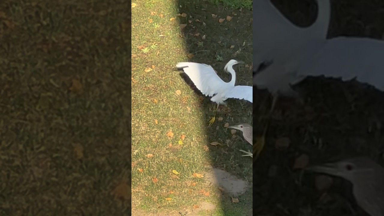 White egret chased away by black crowned yellow footed black #heron