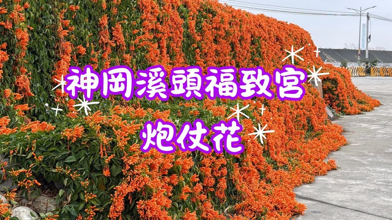 2026 -2 台中 神岡 神岡溪頭福致宮  炮仗花瀑布花牆