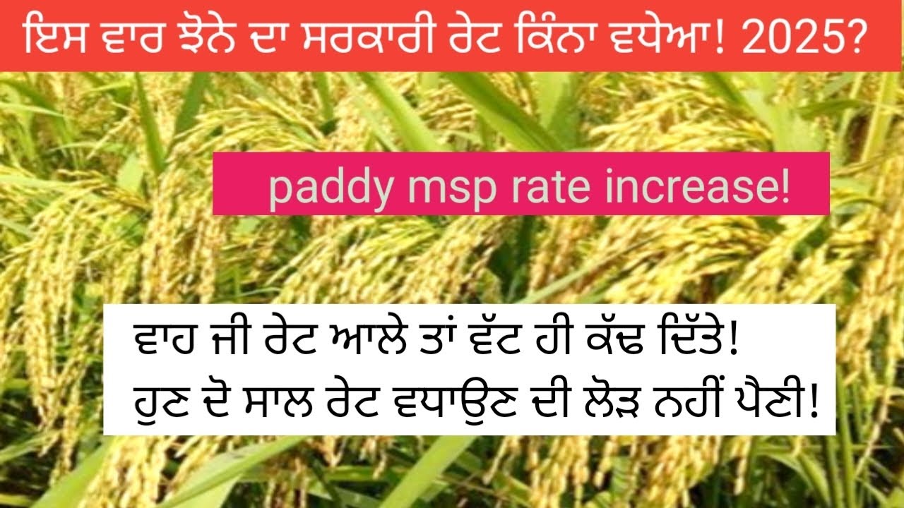 2025 ਵਿੱਚ ਝੋਨੇ ਦਾ ਸਰਕਾਰੀ ਰੇਟ ਕਿੰਨਾ ਵਧੇਆ! Paddy msp 2025?