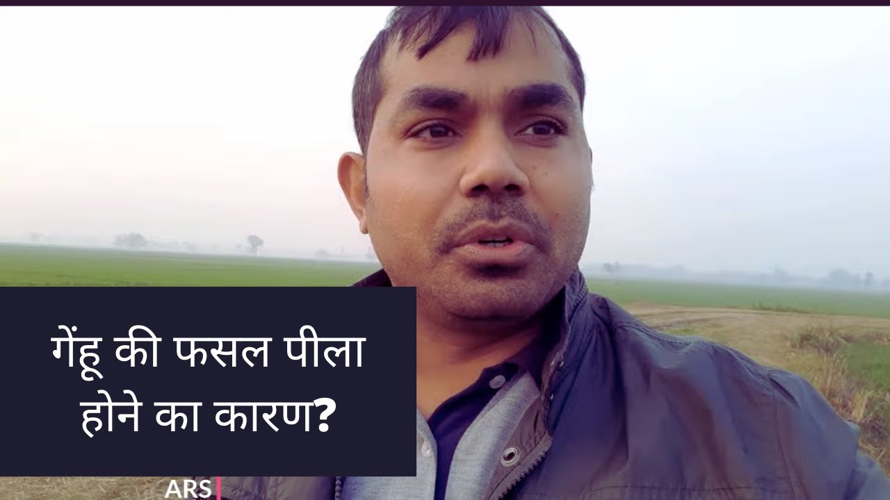 What is effect of excess irrigation in wheat at CRI stage
