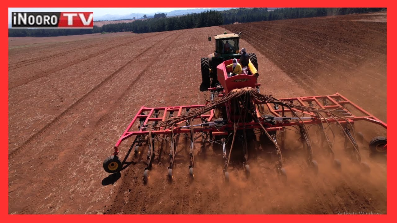Ũrĩmi wa Canola #MũgambowaMũrĩmi Part 3