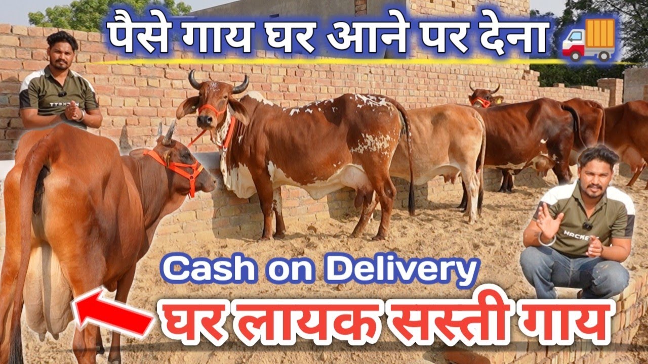 Cash on Delivery 🚚 COD 5 Top Quality Sahiwal Rathi Gir Cow ✨ 15 से 20 लीटर दूध वाली गाय Farm Talk 