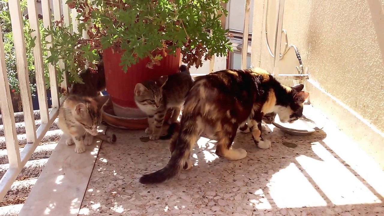 SWEET TORTOISESHELL CAT MOTHER!!! SWEET TORTOISESHELLS KITTENS!!!