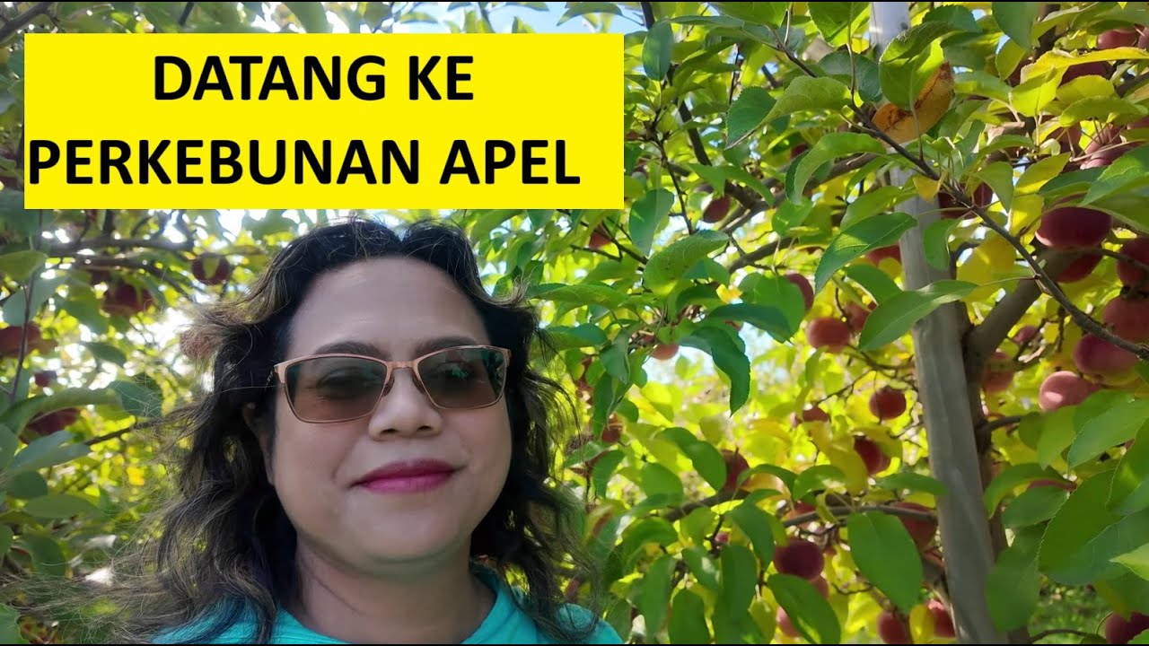 Datang ke perkebunan apel