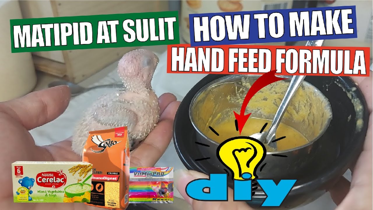 HOW TO MAKE HAND FEEDING FORMULA FOR CONURE, COCKATIEL, PARROT, BIRDS, | DIY