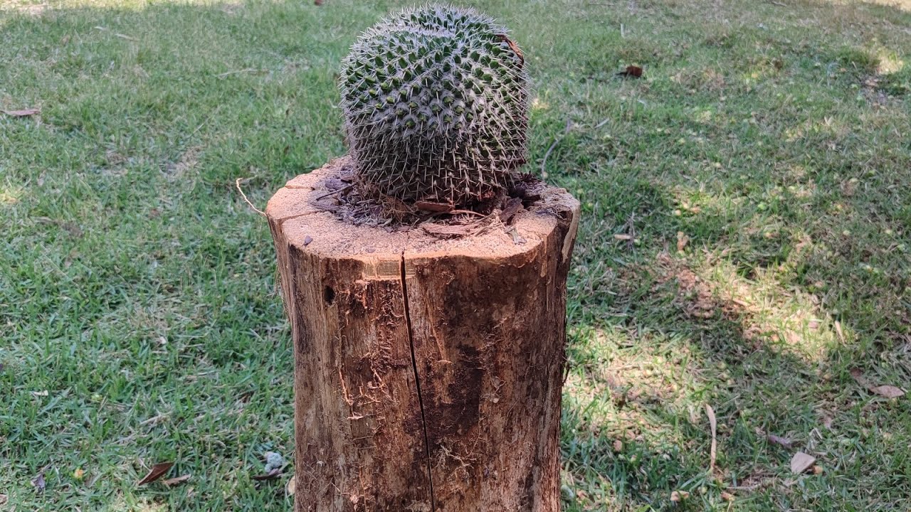Passo a passo como plantar cactos em toco de madeira @vidanocampojs