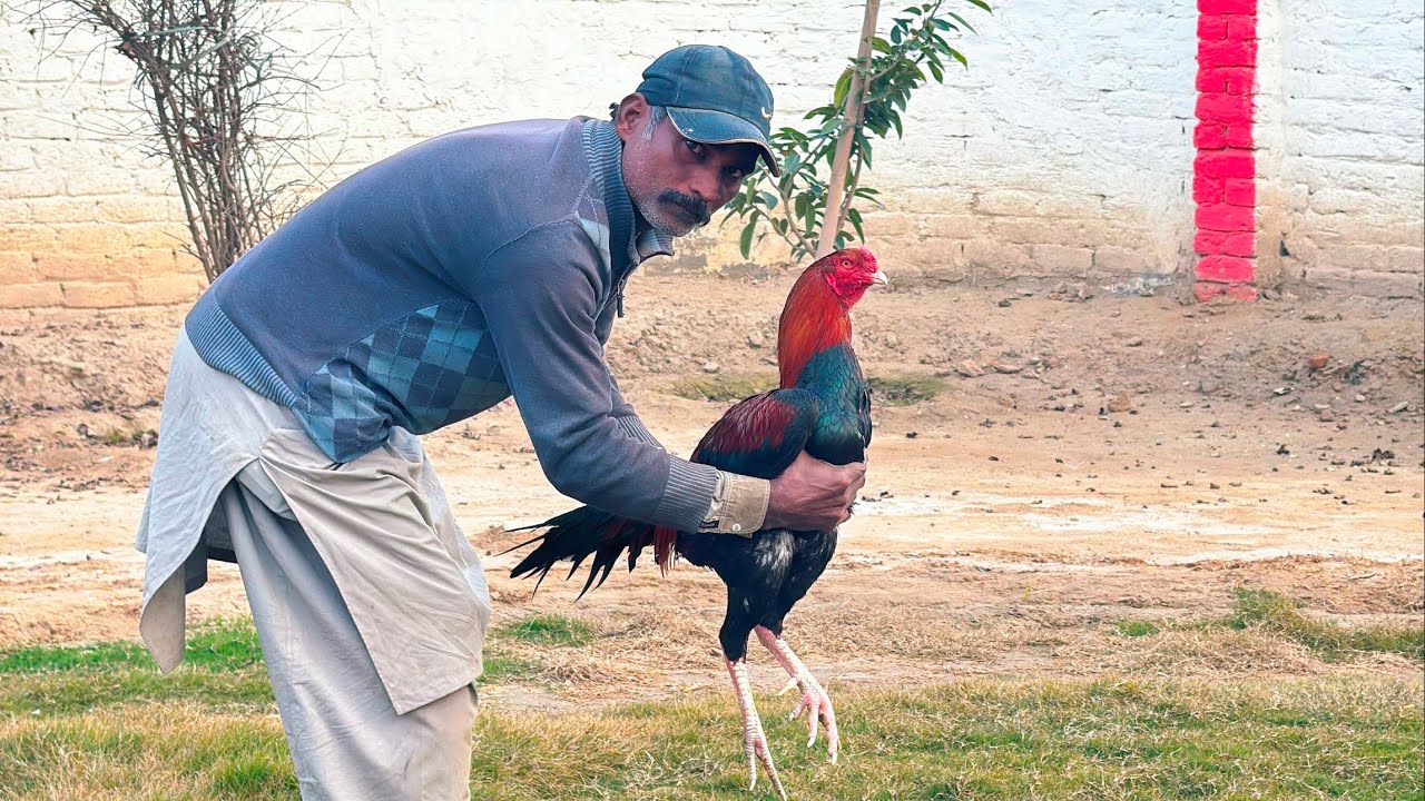 Pakistani aseel murga of Noor Purbana