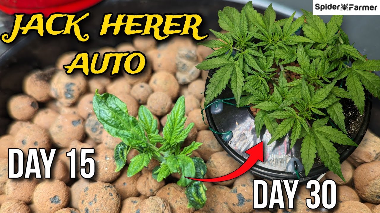 How I Grow E5 - Jack Herer Autoflower - Believe in Your Mutant Plant - Supercropping, LST - SF4000