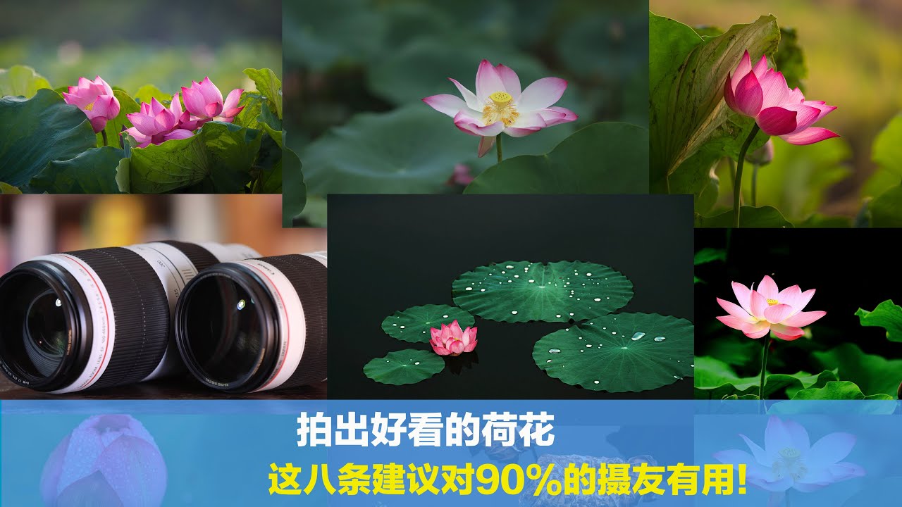 如何拍出好看的荷花？这八条建议对90%的朋友有用，建议大家收藏