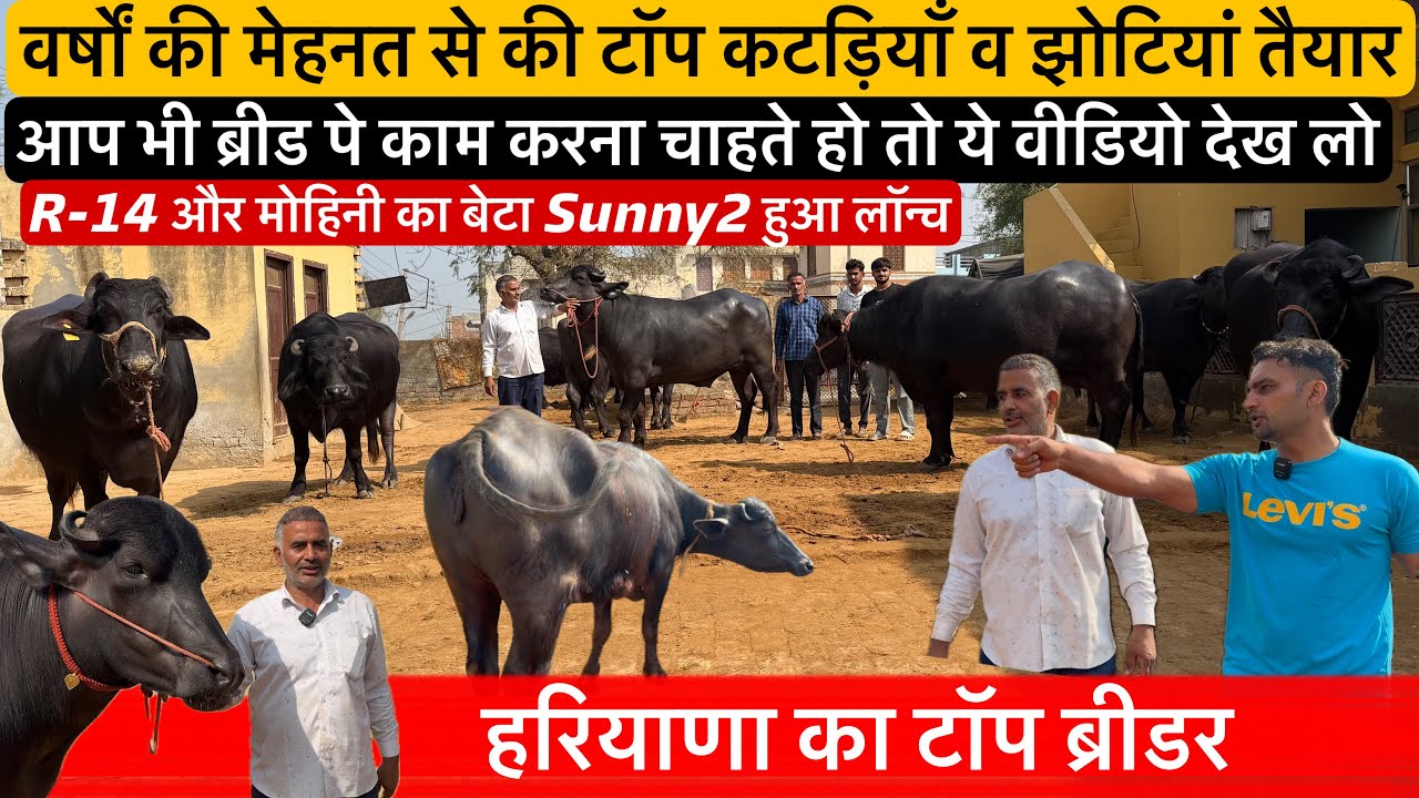 🔴कटड़ियाँ-झोटियां तैयार करो तो ऐसे करो-हरियाणा का टॉप ब्रीडर👉R-14 और मोहिनी का बेटा Sunny2 हुआ लॉन्च।