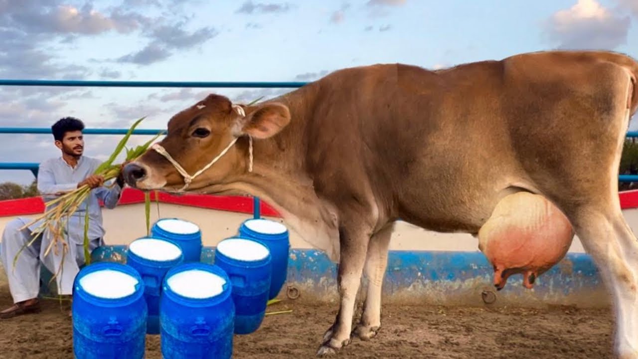 World Record Milking Cow Breeders, Dairy Farming, Bakra Eid, Bakra Mandi, Hsn Entertainment