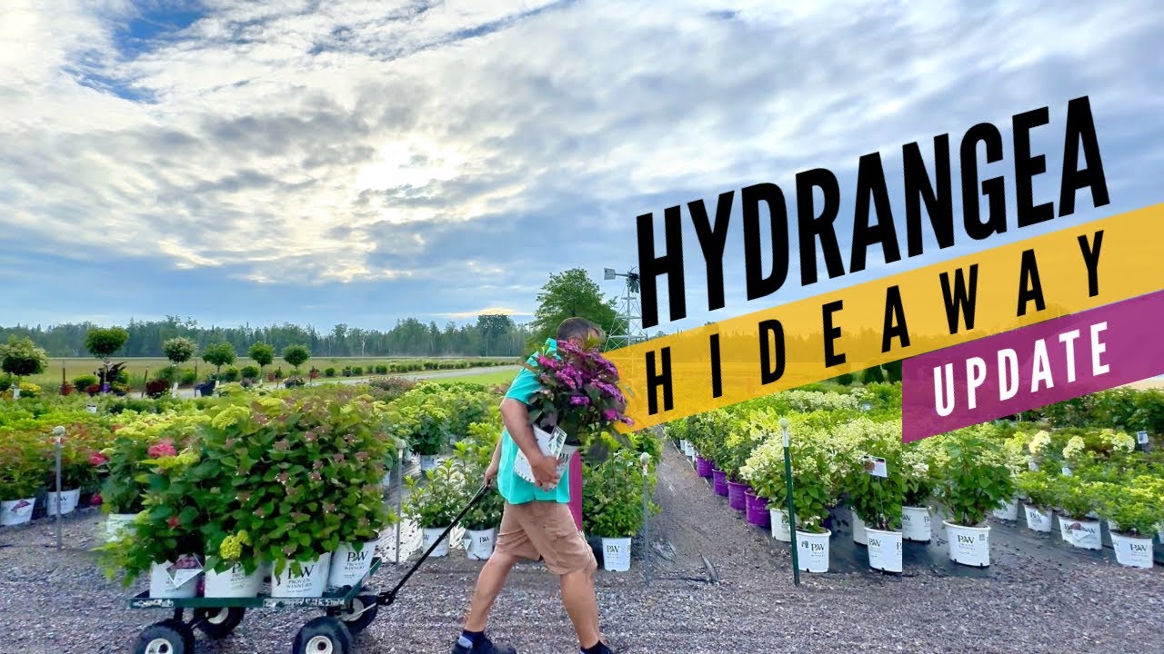 Hydrangea Hideaway COMPLETED + a hydrangea deep dive