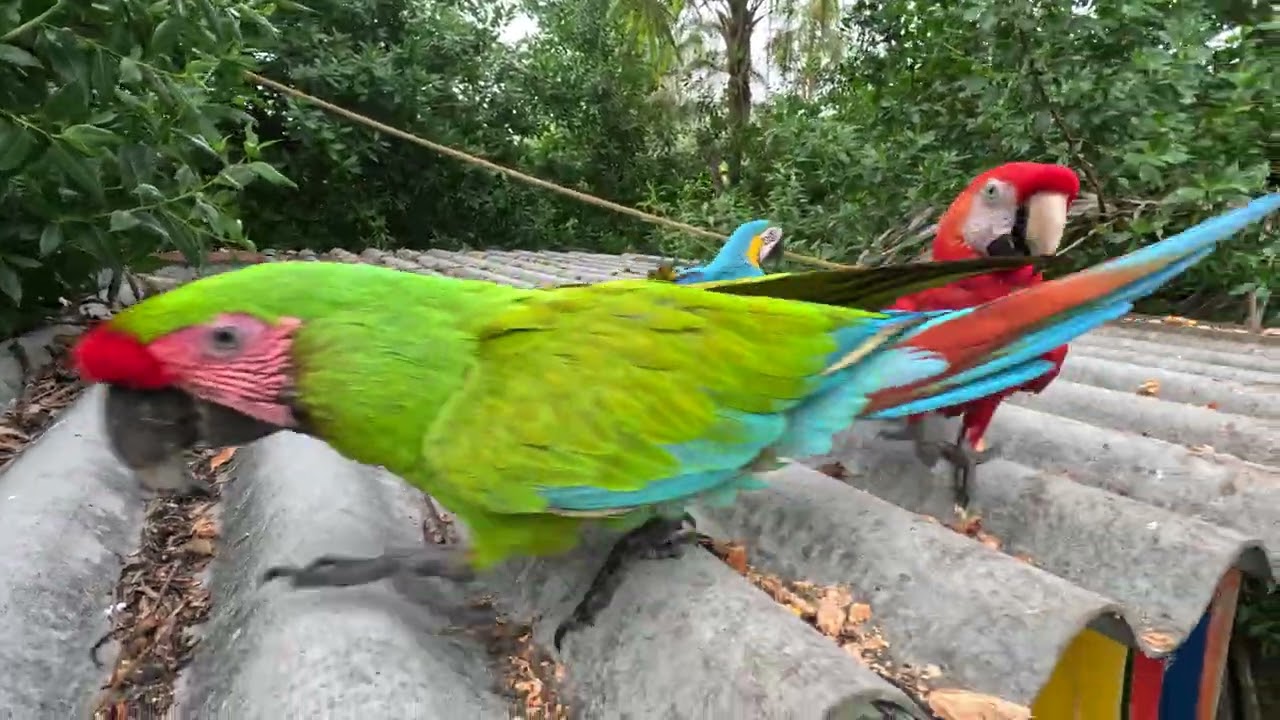Plus Ultra Antioquia's Puerto Rey Beach Resort Parrots