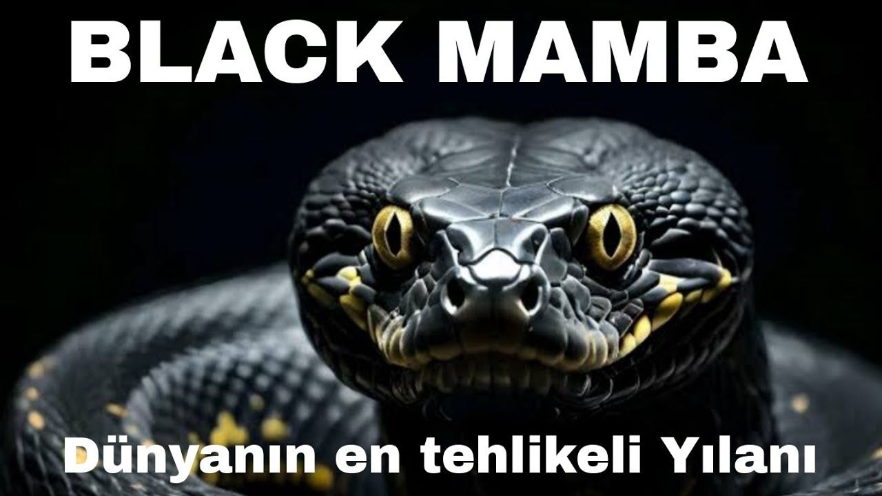 Kara Mamba. Yılanların en tehlikelisi