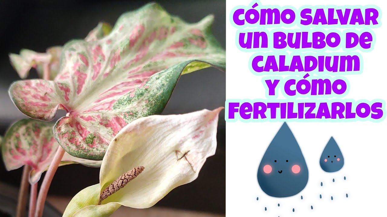 cómo SALVAR un bulbo podrido de CALADIUM , como y con qué REGARLOS