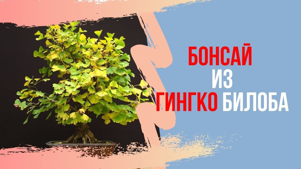 Как правильно ухаживать за БОНСАЙ из ГИНКГО БИЛОБА