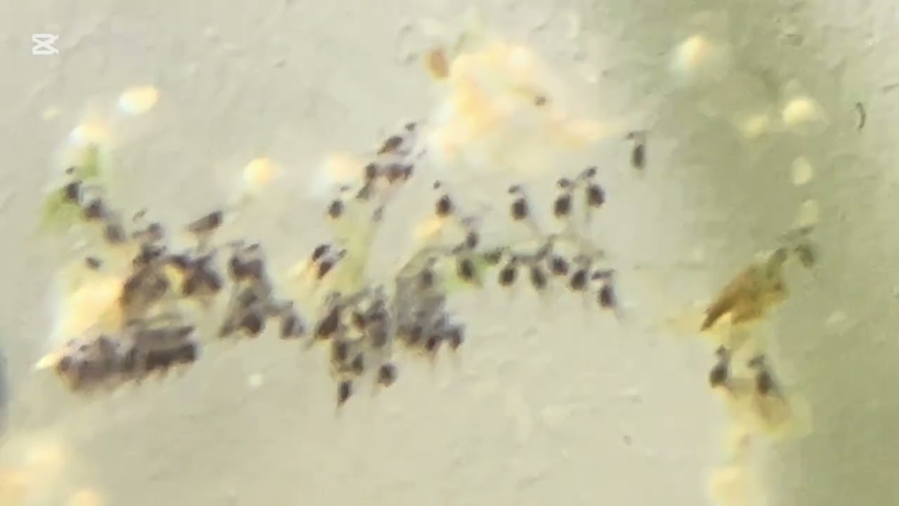 Newly Born Discus Babies Before Becoming Free Swimmers @kunstimmer #discus #aquascape #fishkeeping 