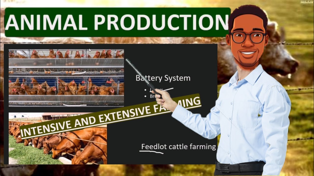 INTENSIVE FARMING. EXTENSIVE FARMING. ANIMAL PRODUCTION LESSON
