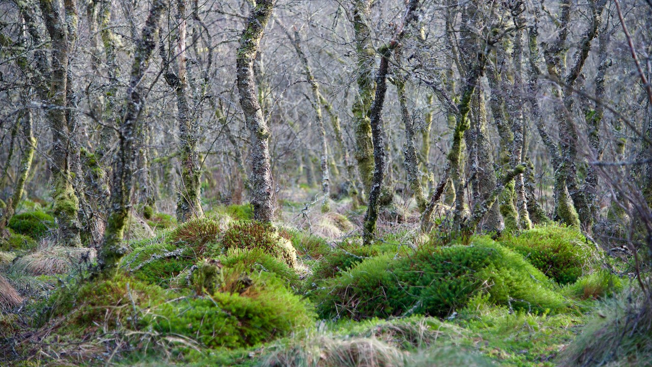 Photographing a Woodland in a Hidden Marsh Valley
